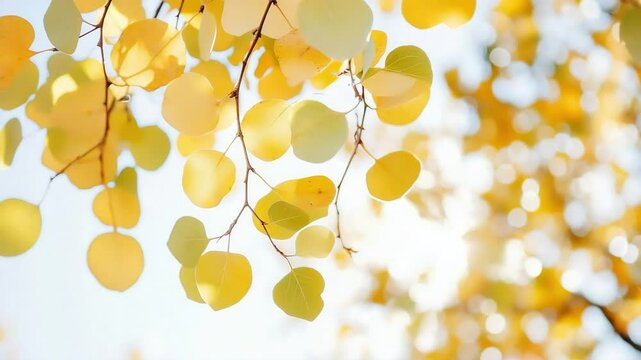 Golden aspen leaves backlit, autumn park, bokeh background, nature design