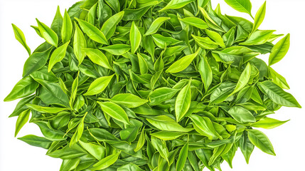 Obraz premium Fresh green tea leaves in a circular pattern, a minimalist botanical display of natural harmony.