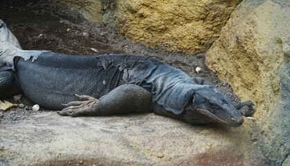 Black Komodo dragon sleeping and relaxing on a rock in the zoo, its skin is about to change