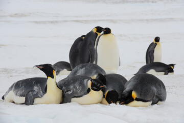 Colony of emperor penguins at Snow Hill Island, Weddell Sea, Antarctica, Polar Regions