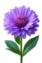 aster isolated on white background,

