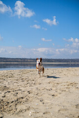 American Staffordshire terrier dog runs along the river bank on a sunny day.