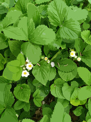 Strawberry plants with flowers