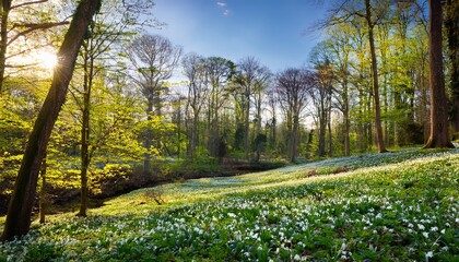 Obraz premium Spring Woodland Glade