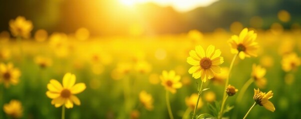 Obraz premium Golden sunlit meadow, vibrant yellow summer blooms, sun, flowers