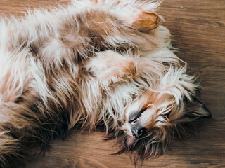 Cute fluffy dog ​​dozing peacefully on the floor enjoying a sunny day