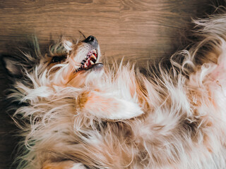 Dog rolling happily on ground