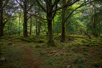 A lush, moss-covered forest in Muckross with dense trees and a serene, verdant environment