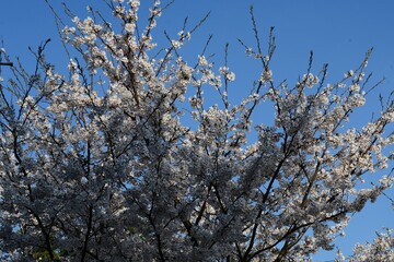 青空に映える4月の桜の木