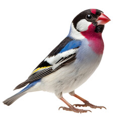 Fototapeta premium Strikingly colored gouldian finch perched against a stark black background