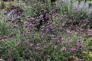 Tall Verbena Flowers with Blurred Garden Background