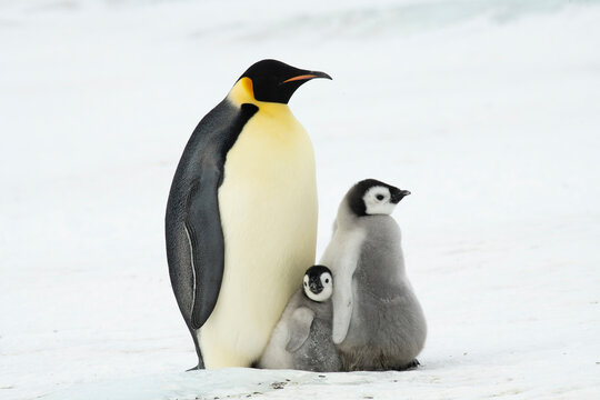 Emperor Penguin with three chicks in Antarctica 