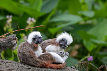 Cotton-top tamarins play an important role in spreading seeds in tropical ecosystems, have...