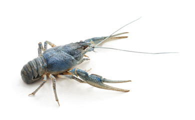 One blue crayfish.