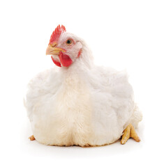 One white cock.