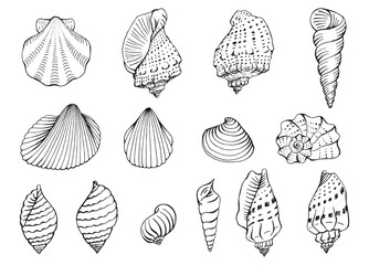 Set of seashells. Hand drawn vector illustration.