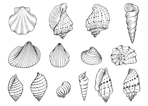 Set of seashells. Hand drawn vector illustration.