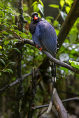 The Formosan blue magpie, a species endemic to Taiwan, is indeed loved by everyone because of its special identity and beautiful appearance.