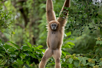 The white-handed gibbon spends most of the day foraging and resting in the forest canopy. It has long arms like other gibbons, which allow it to swing through the trees.