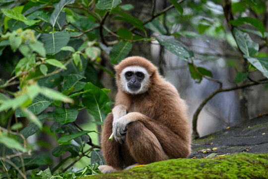 The white-handed gibbon spends most of the day foraging and resting in the forest canopy. It has long arms like other gibbons, which allow it to swing through the trees.