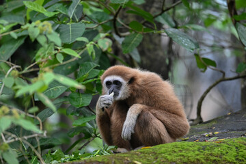 The white-handed gibbon spends most of the day foraging and resting in the forest canopy. It has long arms like other gibbons, which allow it to swing through the trees.