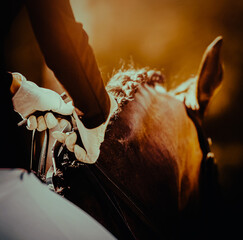 A rider with white gloves on his hands sits astride a bay horse with a braided mane, holding the bridle rein. Equestrian sports. Horse riding.