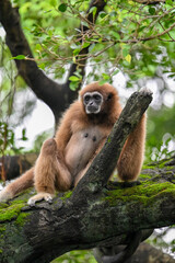 The white-handed gibbon spends most of the day foraging and resting in the forest canopy. It has long arms like other gibbons, which allow it to swing through the trees.