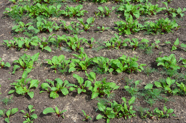 A field of growing vegetables and plants in a garden