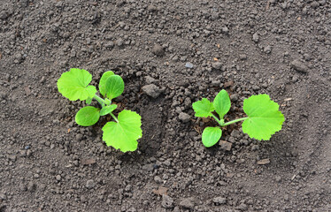 Two young zucchini plants growing in dark soil