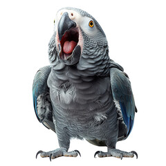 Fototapeta premium Expressive african grey parrot portrait displaying open beak on dark backdrop