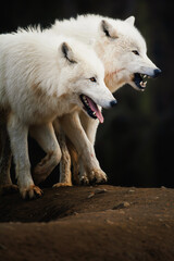 Arctic wolf (Canis lupus tundrarum) beautiful animal in the forest