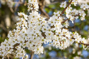 Schlehen Blüte, prunus spinosa