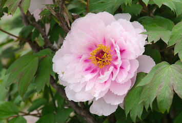 柔らかいピンク色の牡丹