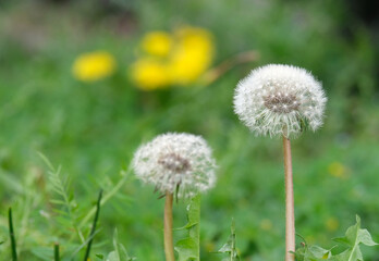 初夏に咲くタンポポ