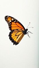Obraz premium Monarch butterfly in flight against a bright white background, invertebrate, black, beauty