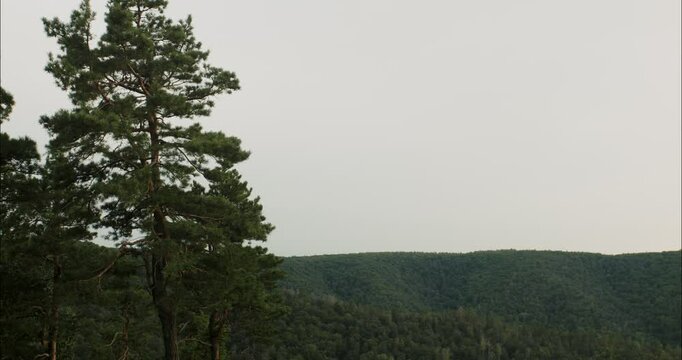 Majestic pine tree overlooking serene mountain valley