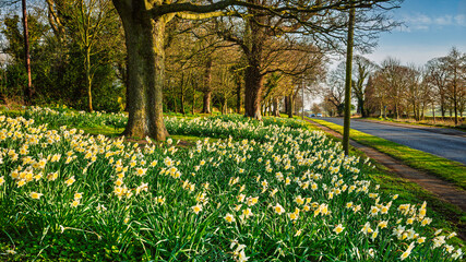 Widdrington Village  Daffodils at the roadside.  Widdrington Village in Northumberland is known for...