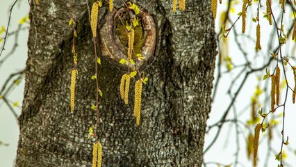 Birch buds in spring in April in the city, in one of the courtyards of the city 