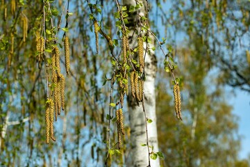 Birch buds in spring in April in the city, in one of the courtyards of the city 