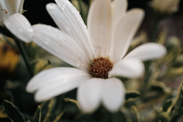 Obraz premium white flower in the morning