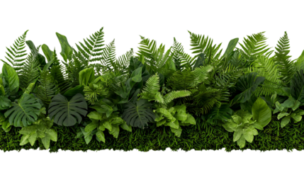 PNG of Lush greenery featuring various types of tropical plants, creating a vibrant and vibrant atmosphere.