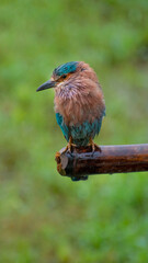 Indian Roller/Kingfisher sitting on the branch