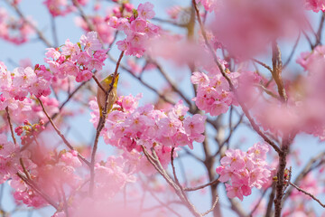 Chickadees tasting cherry flower honey, spring scenery	
