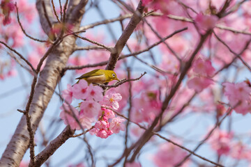 Chickadees tasting cherry flower honey, spring scenery	
