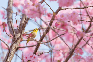 Chickadees tasting cherry flower honey, spring scenery	
