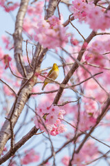 Chickadees tasting cherry flower honey, spring scenery	
