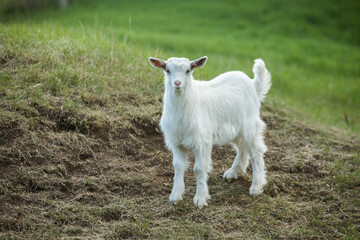 Obraz premium White baby goat on a green meadow in the summertime.