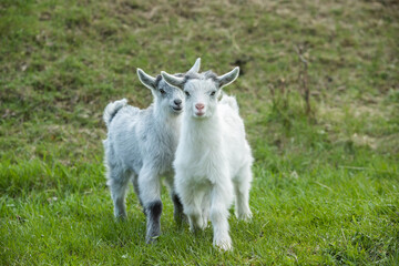 White baby goat on a green meadow in the summertime.
