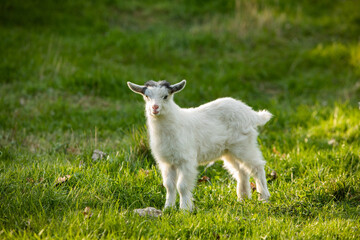 Obraz premium White baby goat on a green meadow in the summertime.