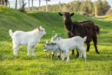 Obraz premium White baby goat on a green meadow in the summertime.